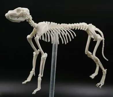 Фотополимер HARZ Labs Dental Model Bone, слоновая кость (1 кг)